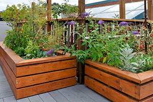 care home garden - raised beds