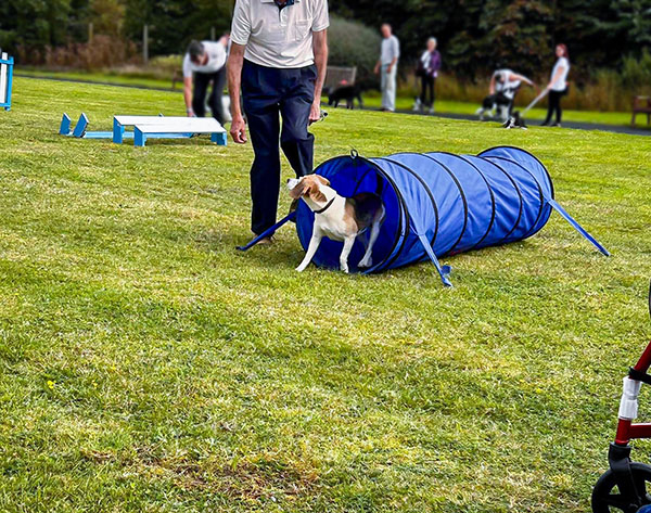 dog performing