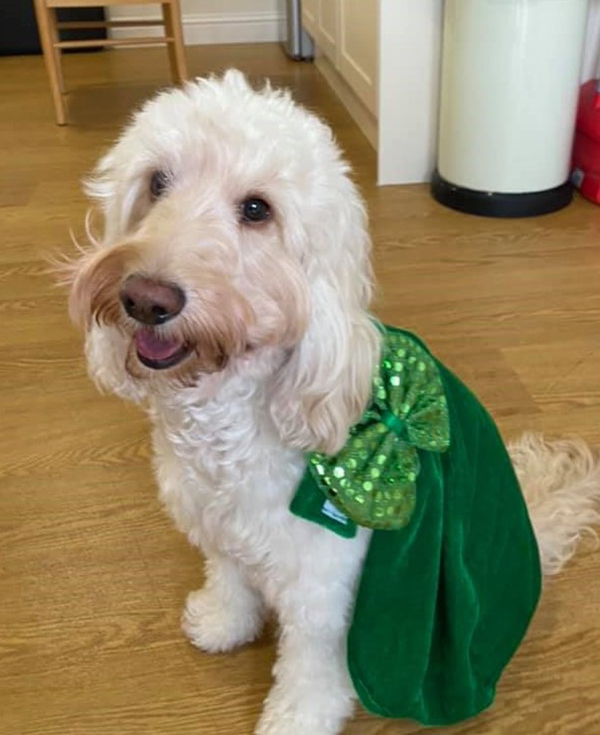 jazz the dog